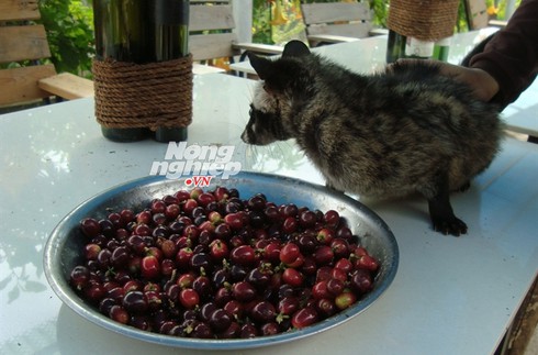 400 con chồn và 40 tỷ đồng xây trại cà phê chồn