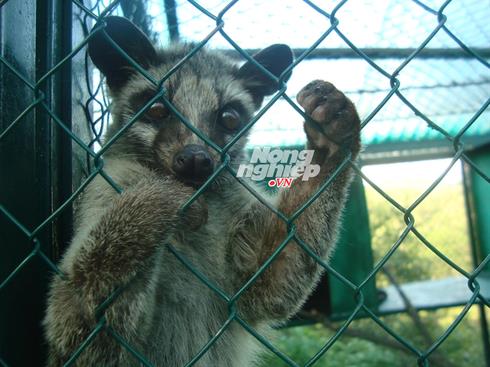 400 con chồn và 40 tỷ đồng xây trại cà phê chồn