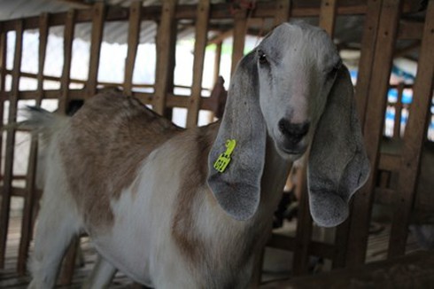 Chuyện lạ Sài Gòn: Thuê Dê chơi Tết - ảnh 1