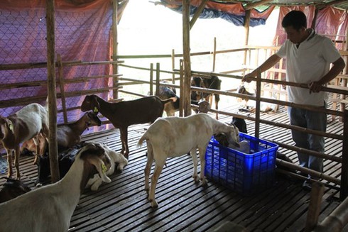 Chuyện lạ Sài Gòn: Thuê Dê chơi Tết - ảnh 4