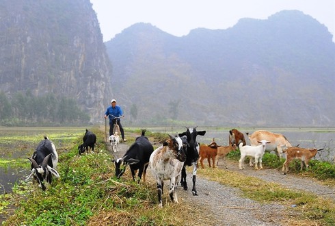 Trứ danh dê núi Ninh Bình... - ảnh 1