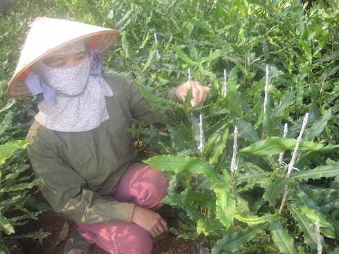 Chuyện “cây tỷ đô”
