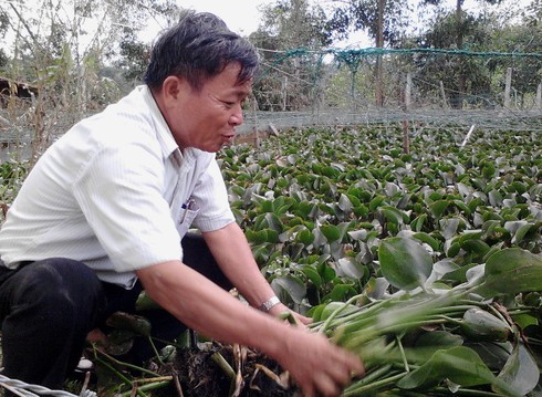 Kiếm nửa tỷ nhờ trồng bèo, nuôi gà - ảnh 1