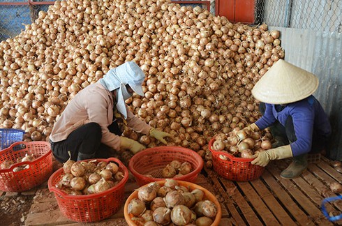 Chóng mặt vì hành tây vừa đổ bỏ tăng giá 40 lần - ảnh 1