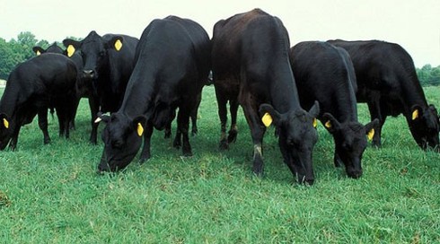 Bầu Đức xót xa