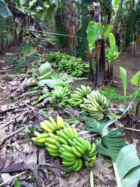 Clip: Người trồng chuối Vĩnh Phúc tự giải oan ức