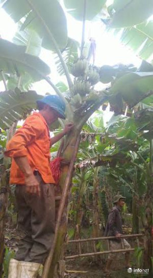 Clip: Người trồng chuối Vĩnh Phúc tự giải oan ức