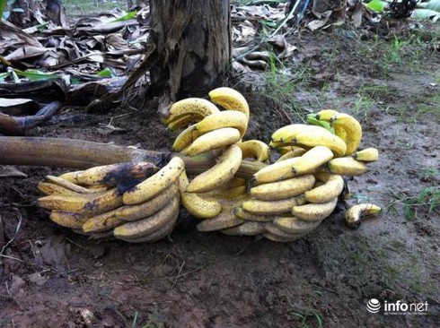 Clip: Người trồng chuối Vĩnh Phúc tự giải oan ức