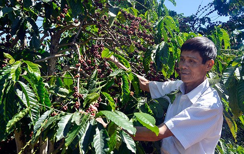 Cà phê Đà Lạt đỡ mối lo