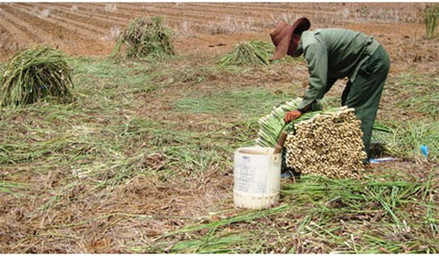 Giá sả tăng cao, trồng sả lãi gấp 4 lần trồng lúa - ảnh 1