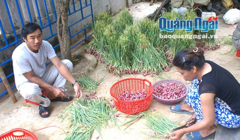Mùa hành ở làng chài Gành Cả - ảnh 1