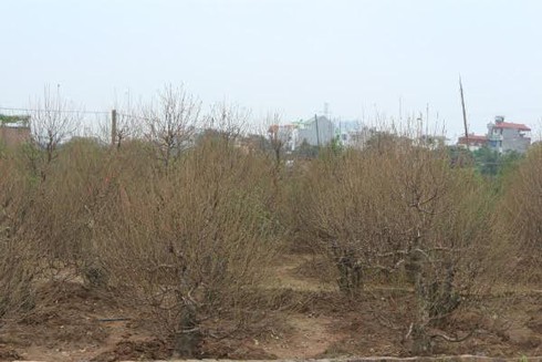 Đào thế cổ, mọc rêu, leo cuốn... giá khủng cho thuê Tết - ảnh 1