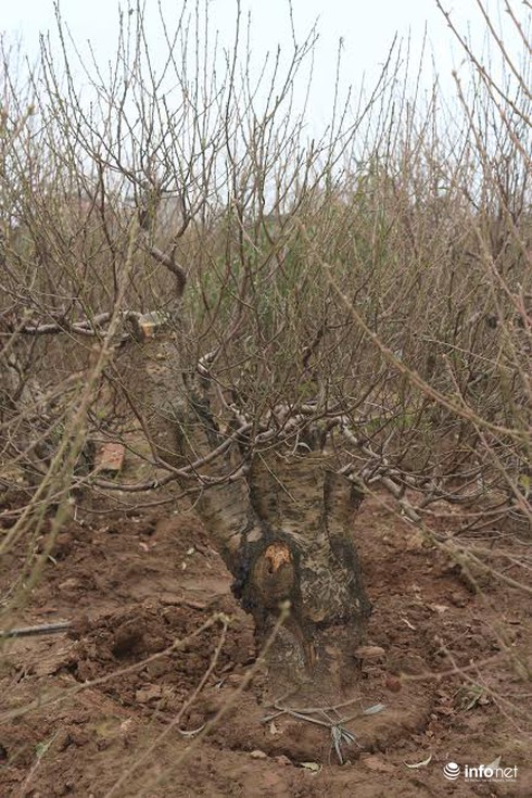 Đào thế cổ, mọc rêu, leo cuốn... giá khủng cho thuê Tết - ảnh 4