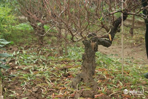 Đào thế cổ, mọc rêu, leo cuốn... giá khủng cho thuê Tết - ảnh 5