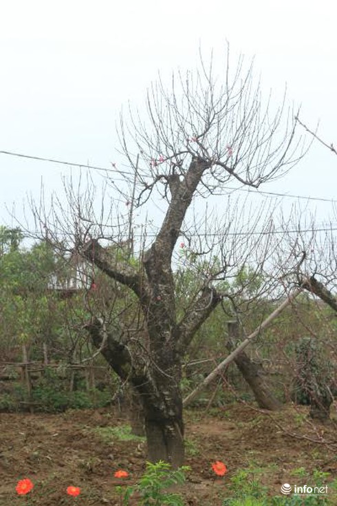 Đào thế cổ, mọc rêu, leo cuốn... giá khủng cho thuê Tết - ảnh 6