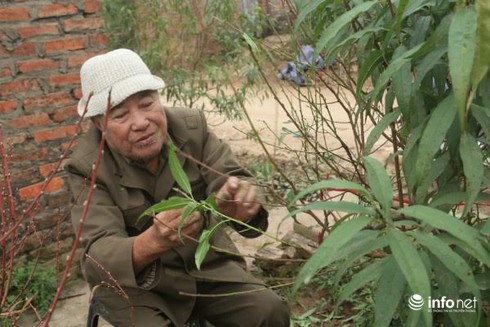 Đào thế cổ, mọc rêu, leo cuốn... giá khủng cho thuê Tết - ảnh 7