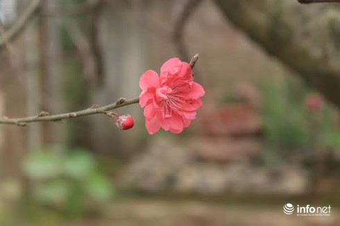 Đào thế cổ, mọc rêu, leo cuốn... giá khủng cho thuê Tết - ảnh 3