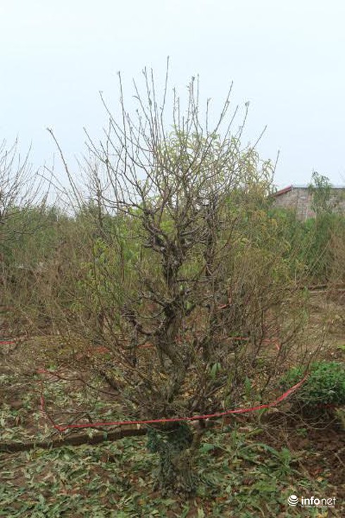 Đào thế cổ, mọc rêu, leo cuốn... giá khủng cho thuê Tết - ảnh 8