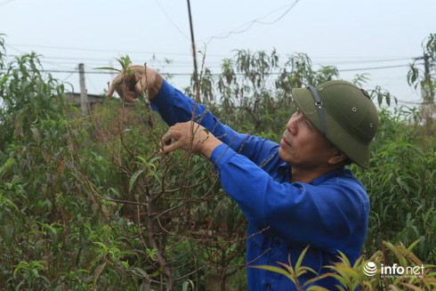 Đào thế cổ, mọc rêu, leo cuốn... giá khủng cho thuê Tết - ảnh 2