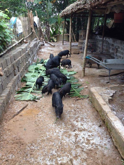 Đặc sản lợn rừng ăn tăng trọng, uống thuốc ngủ chờ Tết - ảnh 2