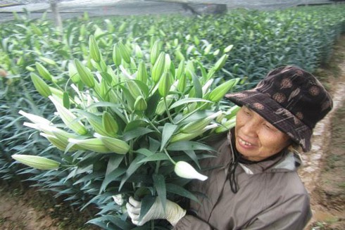 Vỡ nợ vì hoa - ảnh 2