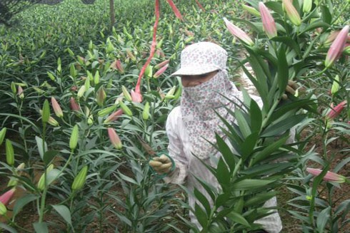 Vỡ nợ vì hoa - ảnh 1