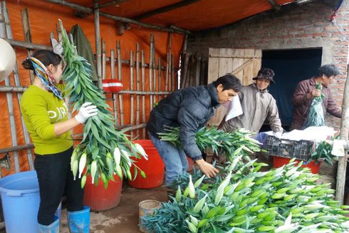 Vỡ nợ vì hoa - ảnh 3