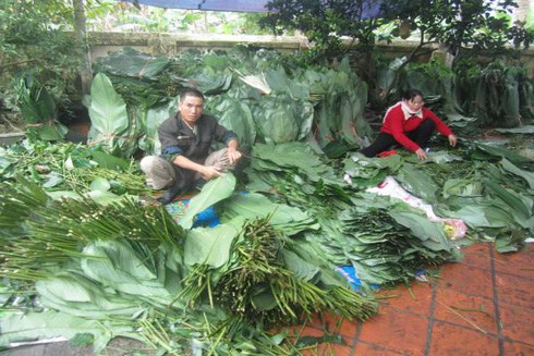 Về làng mỗi người gói hàng nghìn bánh chưng mùa Tết - ảnh 2