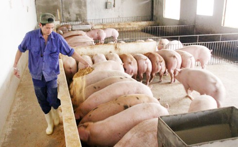 Lợn ở nhà tầng, đi thang máy - ảnh 1