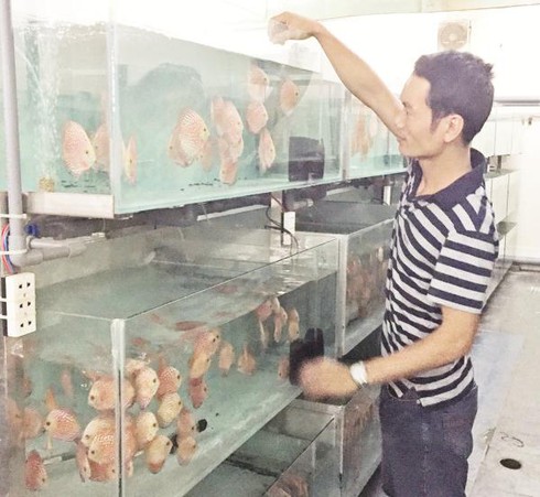 Trang trại cá cảnh