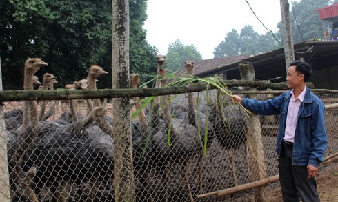 Nuôi “gà khủng”, nhàn nhã đếm tiền - ảnh 1