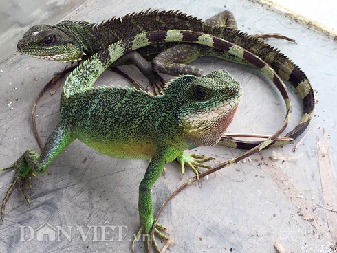 Săn kỳ tôm đắt đỏ,