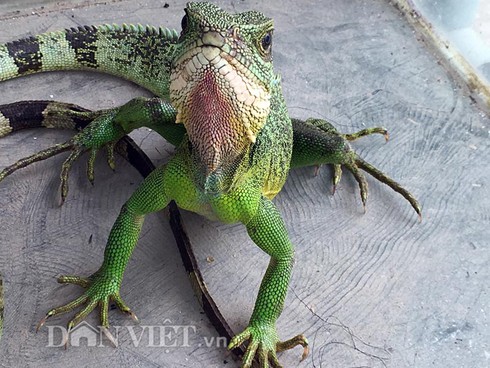 Săn kỳ tôm đắt đỏ,