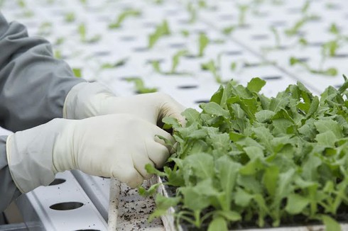 Nông trường siêu hiện đại bậc nhất Việt Nam có gì? - ảnh 2