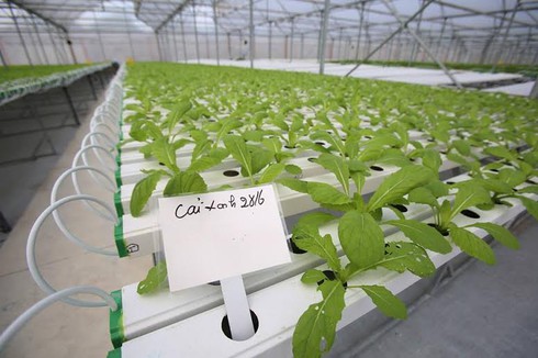 Nông trường siêu hiện đại bậc nhất Việt Nam có gì? - ảnh 3