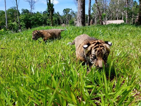 4 “F1” hổ quý Bengal chào đời tại Vinpearl Safari - ảnh 1