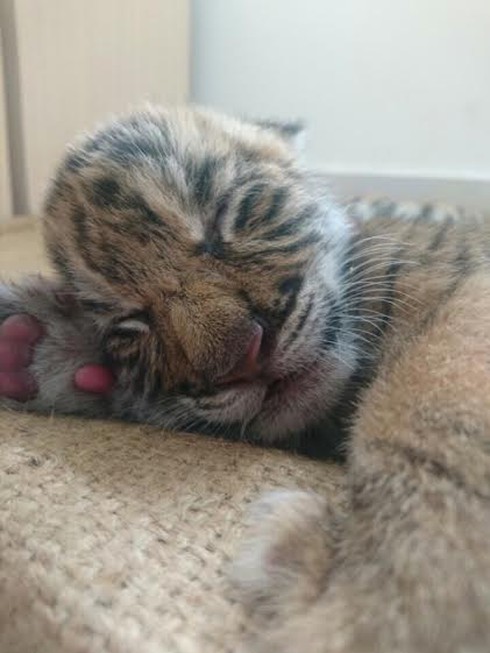 4 “F1” hổ quý Bengal chào đời tại Vinpearl Safari - ảnh 2