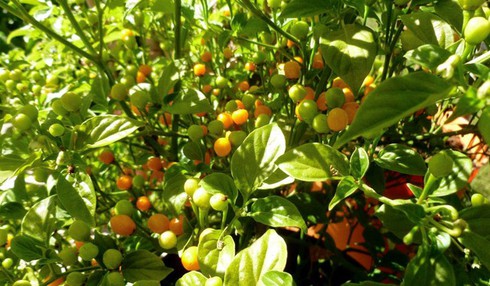 Giá nửa tỷ 1 kg, đây là loại ớt hiếm nóng bỏng và đắt nhất thế giới - ảnh 3