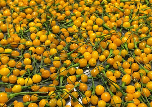 Giá nửa tỷ 1 kg, đây là loại ớt hiếm nóng bỏng và đắt nhất thế giới - ảnh 4