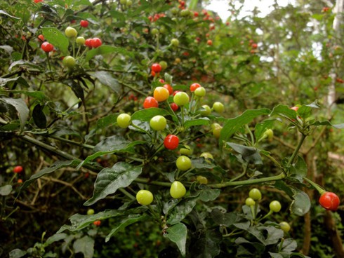 Giá nửa tỷ 1 kg, đây là loại ớt hiếm nóng bỏng và đắt nhất thế giới - ảnh 5