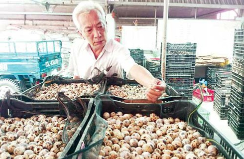 Lão nông kiếm chục tỷ mỗi năm từ trứng chim cút sạch đóng lon - ảnh 1