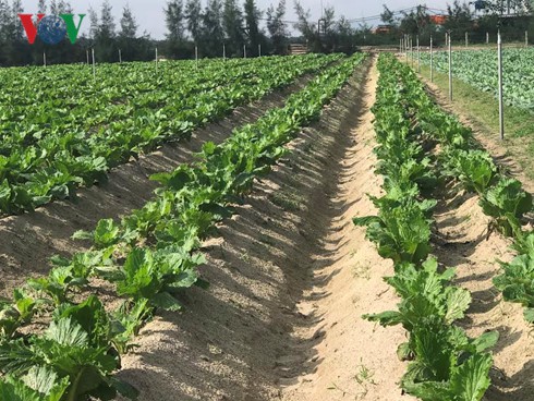 Đại gia Việt làm nông nghiệp có thực sự vì người tiêu dùng? - ảnh 1