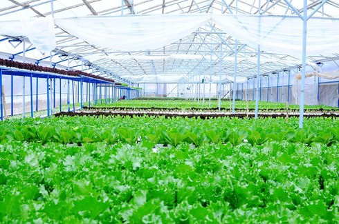 Vingroup ký thỏa thuận hợp tác với 500 hộ sản xuất - ảnh 3