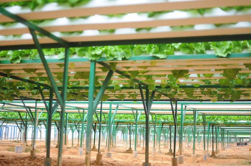 Choáng ngợp những khu vườn rau sạch khổng lồ của nông dân công nghệ cao - ảnh 11