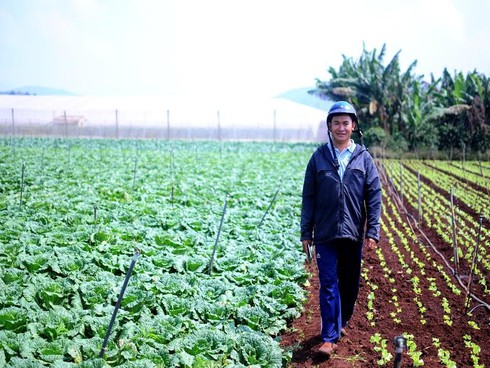 Choáng ngợp những khu vườn rau sạch khổng lồ của nông dân công nghệ cao - ảnh 12