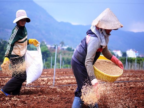 Choáng ngợp những khu vườn rau sạch khổng lồ của nông dân công nghệ cao - ảnh 6