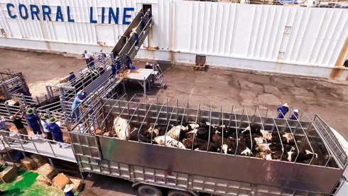 Tập đoàn TH khánh thành trung tâm vắt sữa trại bò sữa số 8 - ảnh 4