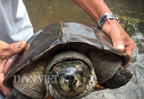 Ninh Bình Trung tâm bảo tồn rùa Cúc Phương ngôi nhà chung của những loài  rùa quý hiếm  Ảnh thời sự trong nước  KHCN Môi trường  Thông tấn xã