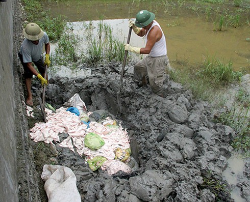 Chở mỡ, bì, nội tạng lợn thối đi tiêu thụ - ảnh 2
