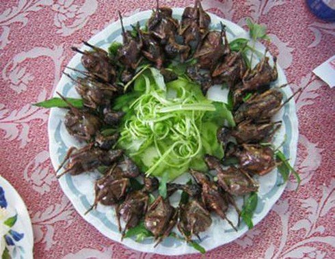 Chim sẻ giúp quý ông